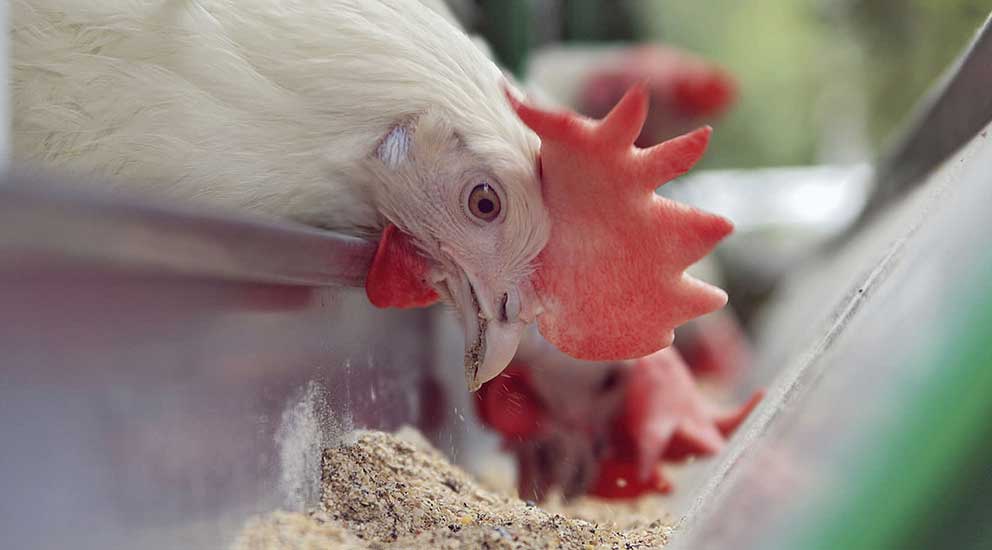 Animal Feeds