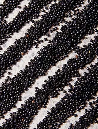 Black Lentil