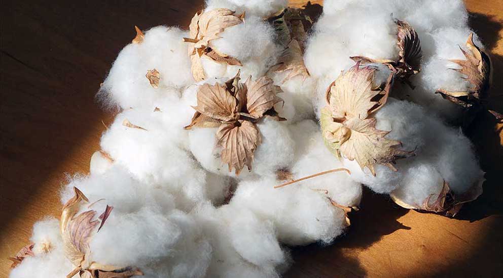 Raw Cotton