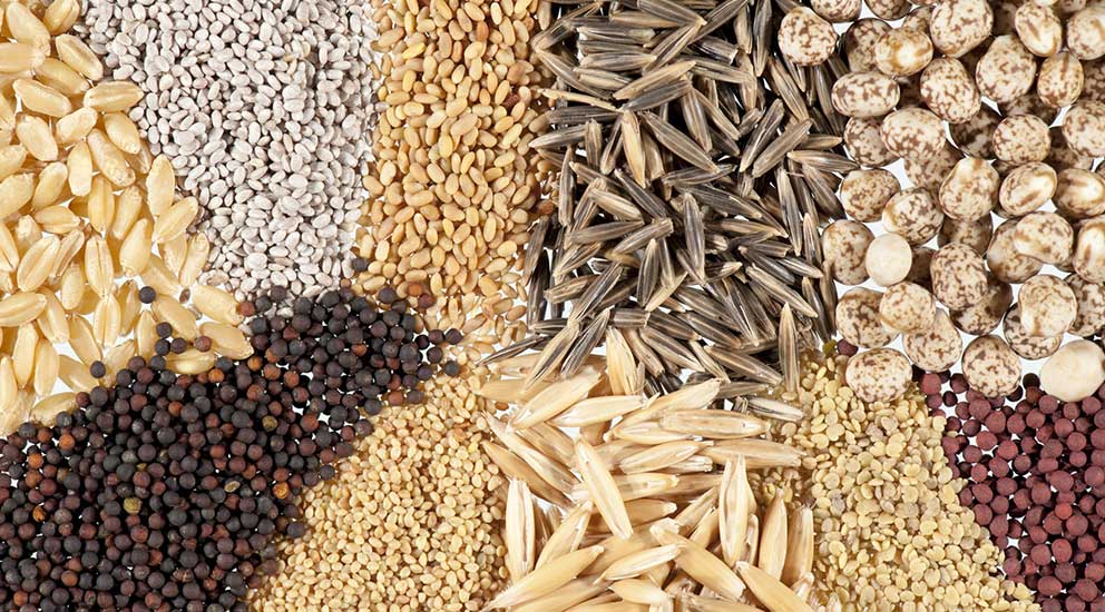 Seeds