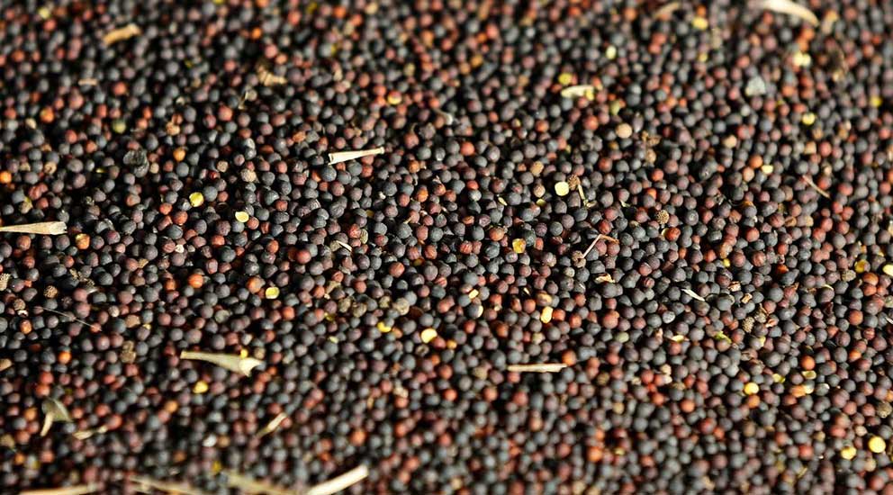 Canola Seed