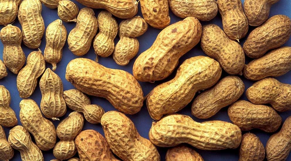 Peanut Kernels