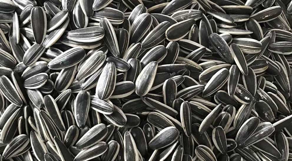 Sunflower Seeds