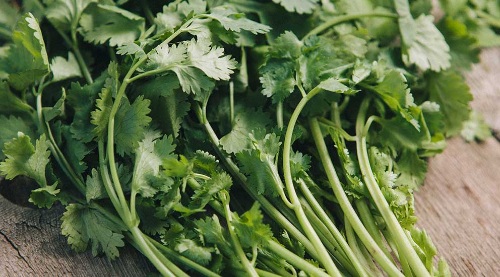 Coriander